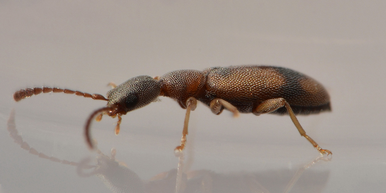 Anthicidae:  Endomia unifasciata